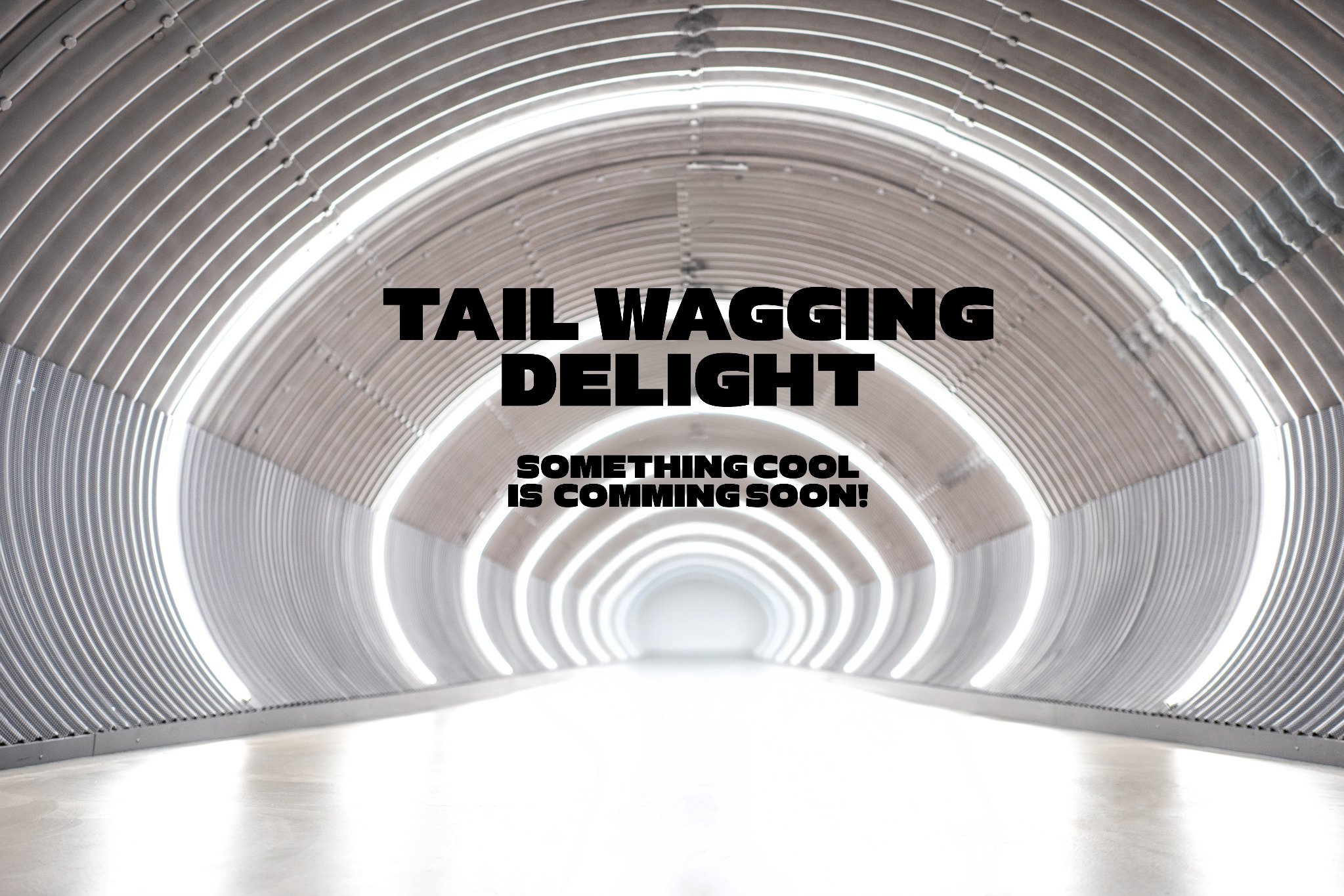 Tail Wagging Delight — Something Cool Is Coming Soon